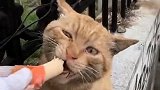 街上遇见一只流浪猫，给它喂点吃的，它都不知道怎么咬！