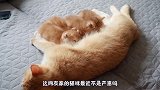 老妈，我真的不想清洗，奶猫承受不住老妈的厚爱