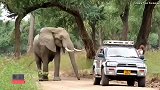 野生动物零距离，救助大象