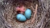 小鸟出壳精彩瞬间，它在拼命挣扎，努力来到这个世间！