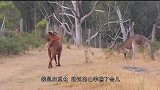 袋鼠挑衅梅花鹿，结果反遭小鹿吊打，小鹿神操作让人佩服
