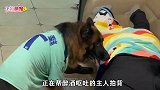 德牧糯米照顾喝醉主人，脱鞋盖被子一条龙服务，真不愧是退役警犬