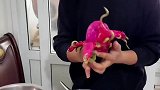 米宝不好好吃饭,爸比给他做个火龙果包饭