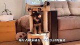 德牧偷玩猫咪玩具，猫老大岂是好惹的？接下来忍住别笑