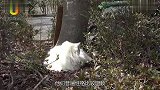 主人要给小奶猫洗澡，给小猫气得嗓子快喊破了，网友表示心疼