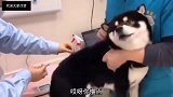 爆笑段子狗子姑娘你这语法都不对，不适合学外语！