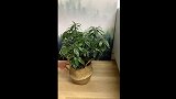 你还在养茶花吗过时了当下城里人都在养金边瑞香