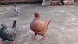 乍一看！以为是母鸡，万万没想到这家伙竟然是鸽子
