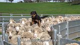 牧羊犬这么小就开始牧羊了，网友调侃：怎么能雇佣童工呢