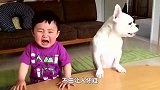 小主人给狗狗喂牛排，狗狗乖乖等待投喂，下一秒请憋住不要笑
