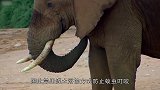 大象昏倒在沙滩上，救援人员没发现伤痕，原来是因为这个