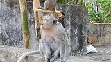 猴妈拒绝猴儿的喝奶请求，饥饿的猴儿大声尖叫！