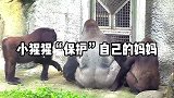 猩猩守护妈妈，感动你的心