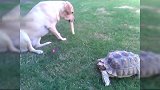 狗子和乌龟，乌龟跟着狗子走狗子自己走到一边，真是太逗了