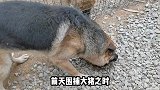 德牧围捕野猪归来得到狗主奖励，尽显“狼性本色”