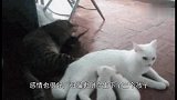 猫妈妈生了3只小奶猫，公猫唯独宠爱一只，原因令人哭笑不得！