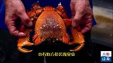 渔民用“钢丝床”网捕澳洲老虎蟹，流水线冷冻锁住新鲜！
