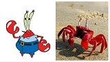 海绵宝宝里的这些角色原来在现实中都有原型！真是艺术来源于生活