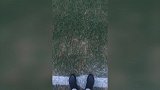 帕托率先视察亚冠球场 中圈草坪斑斑驳驳引人担忧