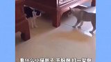 原创配音，每天几个平台同步发送