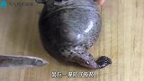 日本人买了条“带腿”的鱼，一摸肚子鼓鼓，切开一看难以置信！