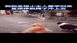 狗子的感情永远都是那么真挚又热烈！金毛还不忘记咬着自己的牵引