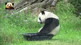 两个宝贝呼呼大睡，熊猫妈妈梦梦坐进喝水盆里自娱自乐放松一下