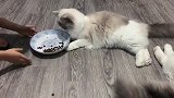 布偶猫：那么贵买来的我，没点家底你敢养我，心里没数吗