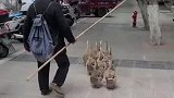 大爷赶鸭子上街售卖，鸭子主动上门任顾客挑选