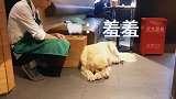 金毛不要看我了，再看我就不好意思了