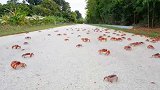 延时记录大迁徙！澳大利亚圣诞岛上千万只红蟹奔向海滩