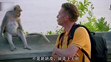 猴子不仅抢游客东西，还爬到游客身上，网友简直欺人太甚