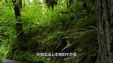 独自隐居广西深山的姑娘家，为啥不愿意出门打工？理由很任性