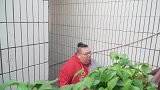 400斤小伙假装喝醉酒，媳妇一次一次的套话，结局太搞笑了