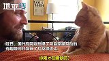 主人的反击！猫咪被“猫叫”吓醒后一脸懵逼 网友神配音：你完了