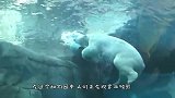 海豹浮冰上休息，不料北极熊水下突然发动袭击，下场不忍直视！