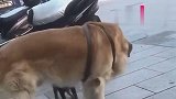 不知道哪里跑来的流浪狗，跟我家金毛玩的好嗨哦，带它回家