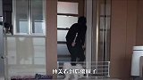 主人扮成小偷闯进来，博美会怎么做？接下来忍住别笑