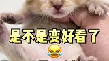 长得丑的小奶猫不要急着扔，过一天就好看了