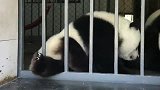 熊猫想越狱，被卡住了，下一秒被萌到了