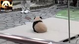 熊猫宝宝的小小背影，简直不要太迷人