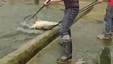 养殖工徒手抓鳄鱼，下一秒狠狠被打脸，一看就是新员工