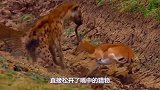羚羊被花豹拖到水沟里，无处可逃，没想到一只鬣狗救了它