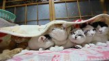 六只猫咪窝在一个被窝里睡觉，场面温馨不已