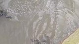 这个蛙怎么这样游泳啊