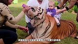 把老虎养在家里，没想到老虎突发醋意，接下来意外就发生了