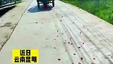 男子看到花瓣纷纷从车里落下，不断按喇叭呼喊