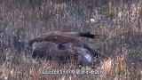 俄罗斯野猪泛滥，这处理方法绝了，甩掉美国几条街