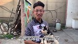 买了一只哈士奇，3把火小蓝眼真的很皮，肉嘟嘟的很可爱