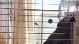 主人拿包包给鹦鹉吃，鹦鹉一高兴说了这么多好听的话